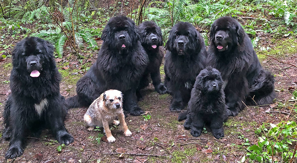 group of Newfoundlands in the forest
