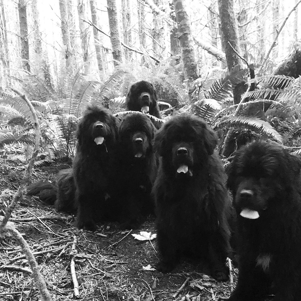 black and white photo Newfoundlands in the forest