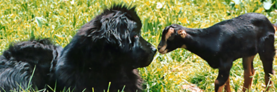 Newfoundland dog and a baby goat