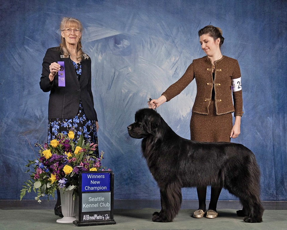 Newfoundland dog AKC Championship photo
