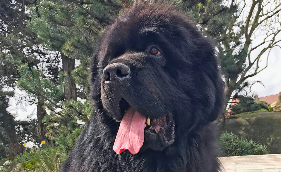 Newfoundland Dog