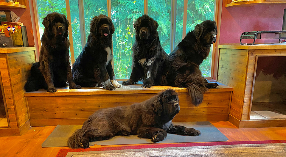 group of newfoundland dogs
