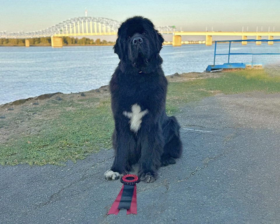 Newfoundland dog new title photo