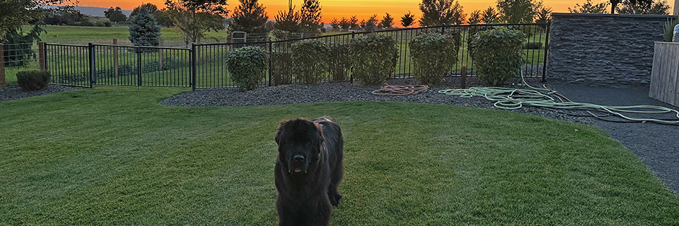 Newfoundland dog by a fence in Walla Walla Washington