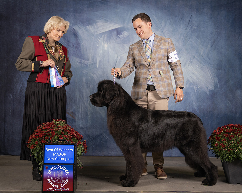 Newfoundland dog new title photo