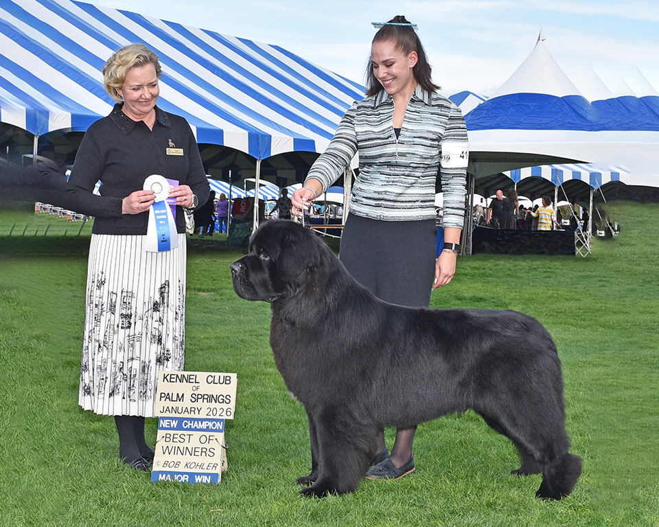 Newfoundland dog AKC Championship photo