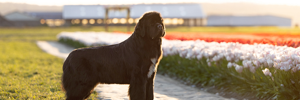 Newfoundland dog in a tulip field in Snohomish WA
