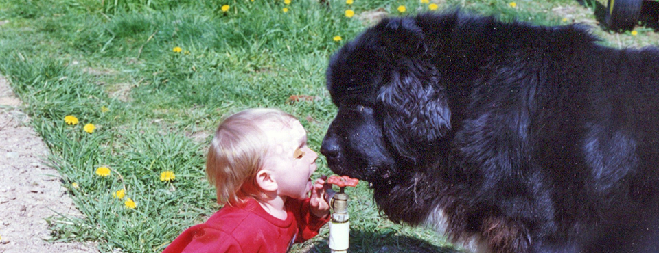 Newfoundland Dog