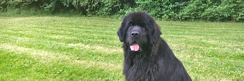 Newfoundland dog in the grass