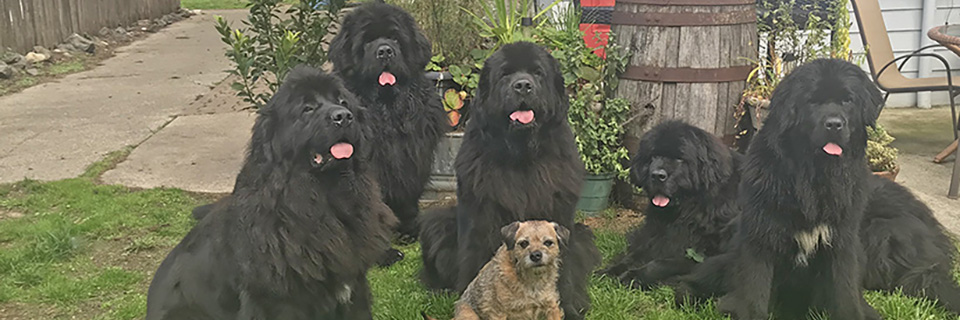 group of newfoundland dogs
