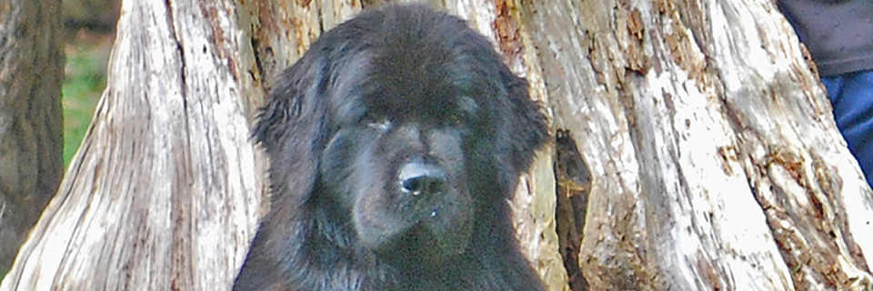 Newfoundland dog by a tree