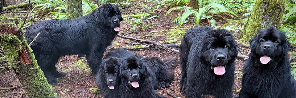 group of newfoundland dogs