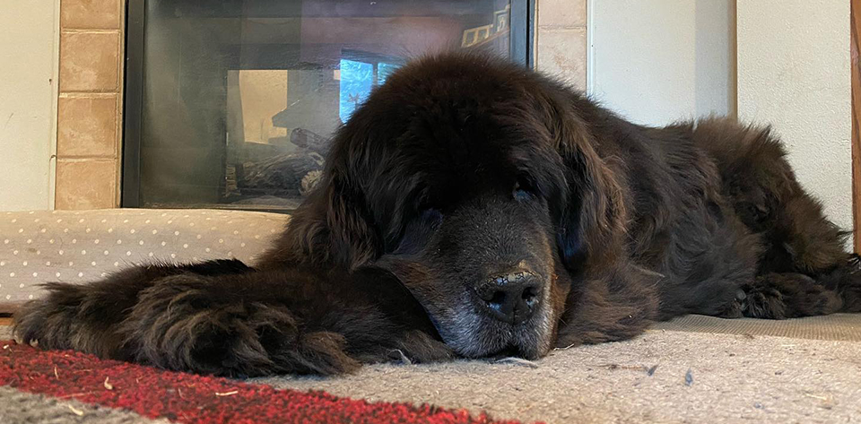 Newfoundland Dog