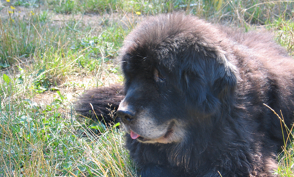 Newfoundland Dog