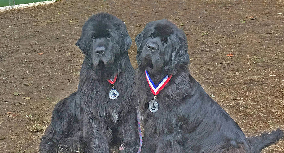 Two Newfoundland Dogs
