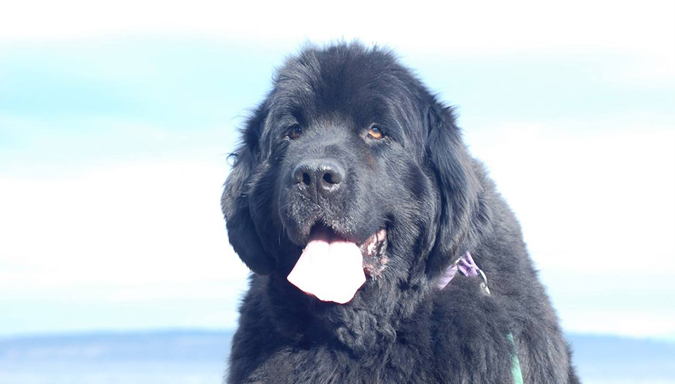 Newfoundland Dog
