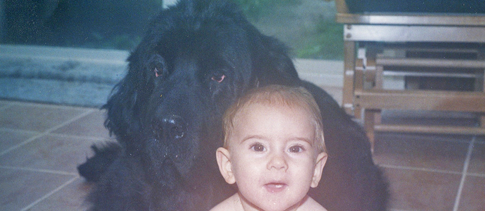 Newfoundland Dog
