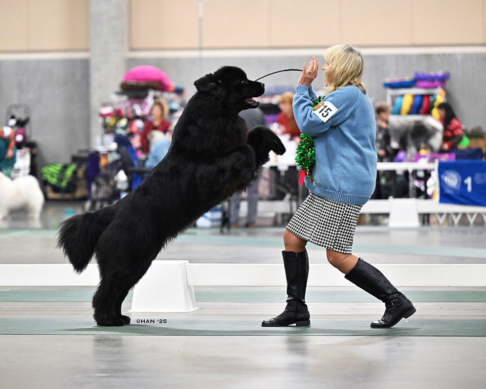 Newfoundland dog Win photo