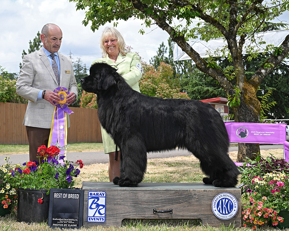 Newfoundland dog Specialty Win photo